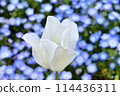 背景中的白色鬱金香和粉紅蝶花 114436311