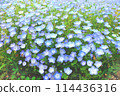 粉蝶遍布各處 114436316