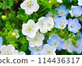 藍色和白色 nemophila 114436317
