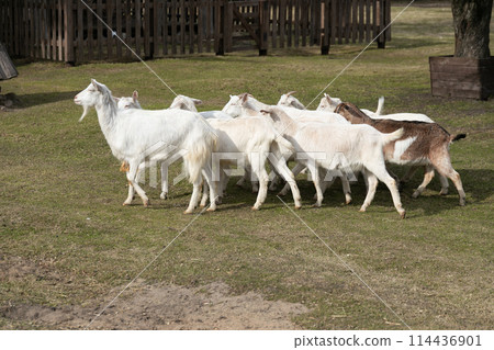 A Herd of Goats Walking Across a Lush Green Field A Herd of Goats Walking Across a Lush Green Field 114436901