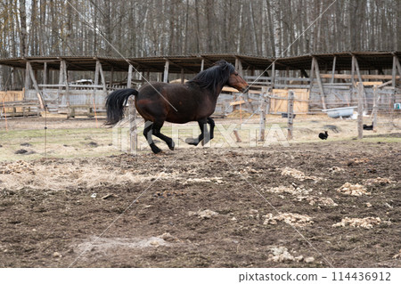 Horse Galloping in Fenced Area 114436912