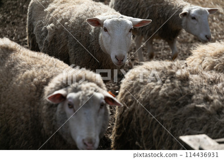 A Herd of Sheep Standing Together A Herd of Sheep Standing Together 114436931