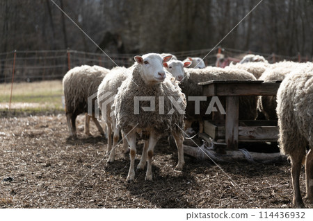 Herd of Sheep Standing on Top of Dry Grass Field 114436932