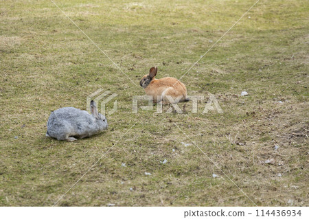 Two Rabbits Sitting on Top of a Grass Covered Field 114436934