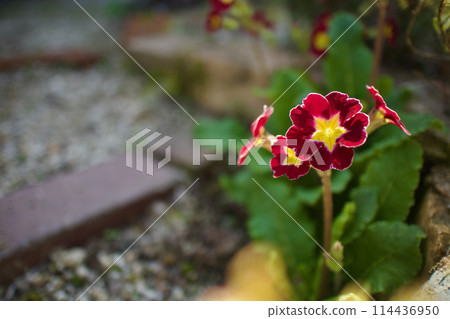 The vivid red Primula polyantha. The flower language is "pride of wealth" and "silent love". 114436950