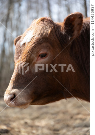 Brown Cow on Dry Grass Field 114436957