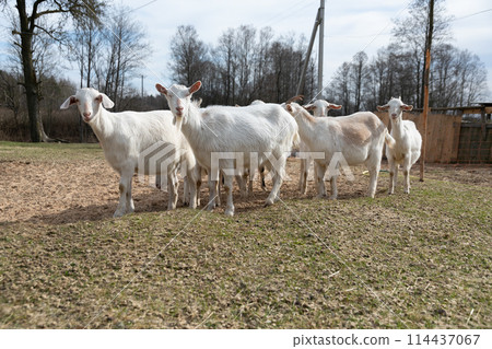 Group of Goats Standing in Field 114437067