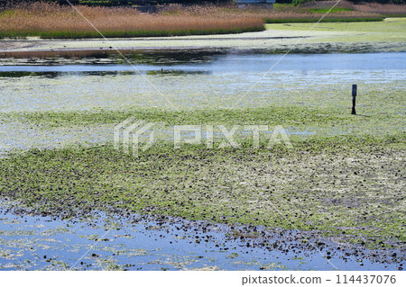 Yatsu tidal flat (Narashino City, Chiba Prefecture) 114437076