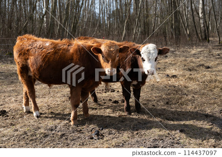 Two Cows Grazing on Dry Grass Field 114437097