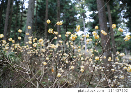 Mitsumata _ Ayabe Mitsumata _ Ayabe 114437392