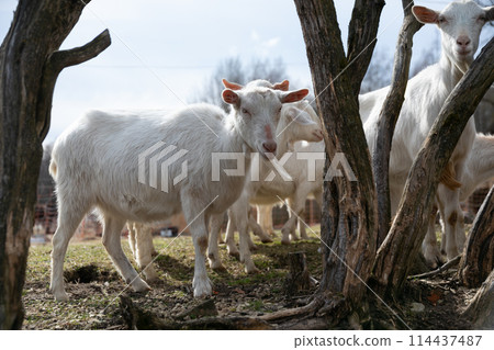 Herd of Sheep Grazing in a Field Herd of Sheep Grazing in a Field 114437487