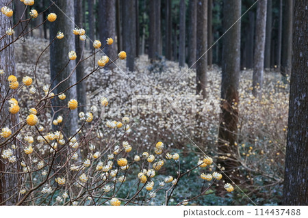 Mitsumata _ Ayabe 114437488