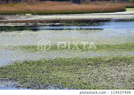 Yatsu tidal flat (Narashino City, Chiba Prefecture) 114437499