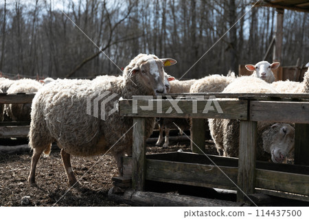 A Herd of Sheep Standing Together 114437500