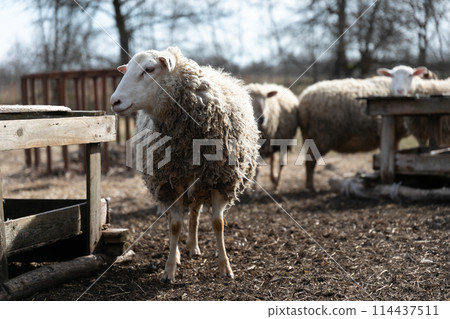 Herd of Sheep Standing on Top of Dry Grass Field 114437511