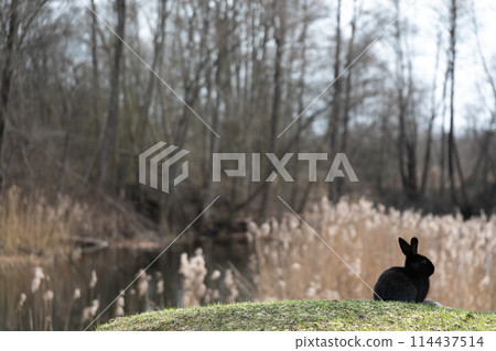 Black Rabbit Sitting on Top of Lush Green Field 114437514