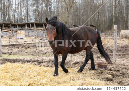 Brown Horse Walking Across Dry Grass Covered Field Brown Horse Walking Across Dry Grass Covered Field 114437522