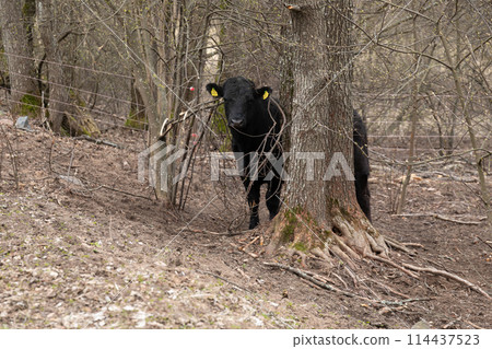 Black Cow Standing Next to Tree in Forest Black Cow Standing Next to Tree in Forest 114437523