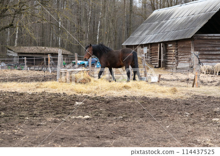 Horse Standing in Field Near Barn Horse Standing in Field Near Barn 114437525