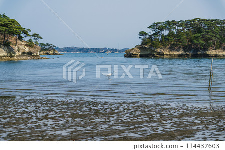 Matsushima Coast, one of Japan's Three Most Scenic Spots, at low tide Matsushima Coast, one of Japan's Three Most Scenic Spots, at low tide 114437603