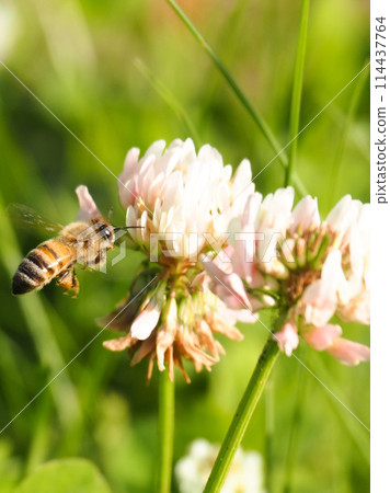 蜜蜂採花蜜 蜜蜂採花蜜 114437764