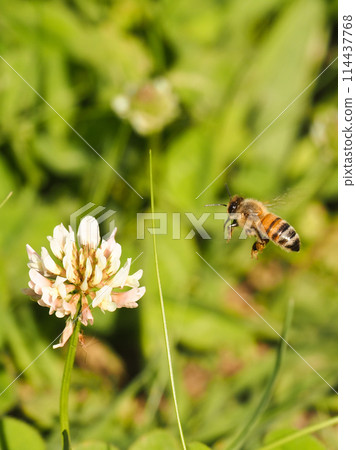 Bee collecting nectar of flowers 114437768