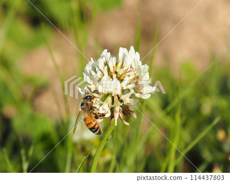 蜜蜂採花蜜 114437803