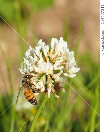 Bee collecting nectar of flowers 114437811