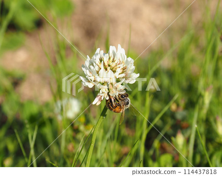 Bee collecting nectar of flowers 114437818