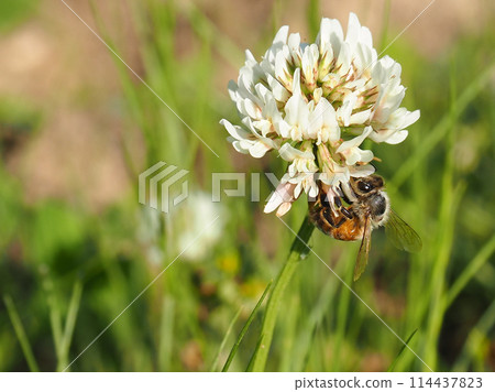 Bee collecting nectar of flowers 114437823