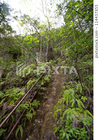 築岩峽山路風景（愛知縣新城市） 114437855