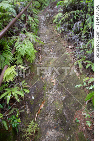 築岩峽山路風景（愛知縣新城市） 114437856