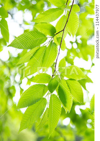 清新的綠色 清新的綠色 114437977