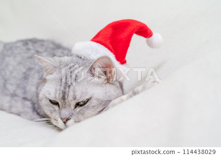 Scottish straight Christmas cat in a red santa hat sleeps on a white blanket. Pets, Christmas stories with pets. 114438029