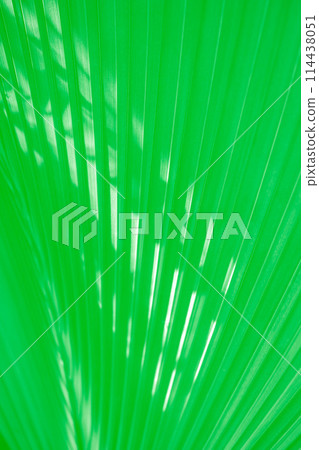 Vivid green corrugated palm leaf pattern background Vivid green corrugated palm leaf pattern background 114438051