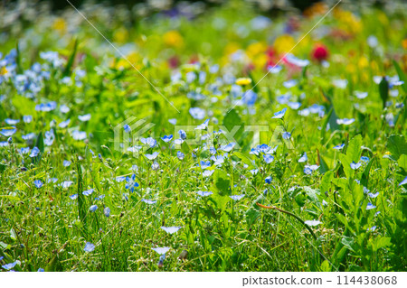 Flowers of Kurihama Flower Park in Yokosuka, Kanagawa Prefecture 114438068
