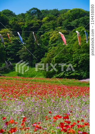 神奈川縣橫須賀市久里浜花之國的花 114438080