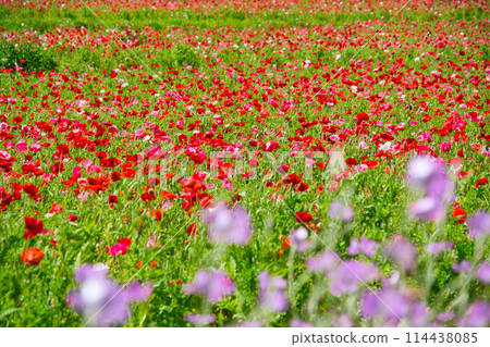 Flowers of Kurihama Flower Park in Yokosuka, Kanagawa Prefecture Flowers of Kurihama Flower Park in Yokosuka, Kanagawa Prefecture 114438085