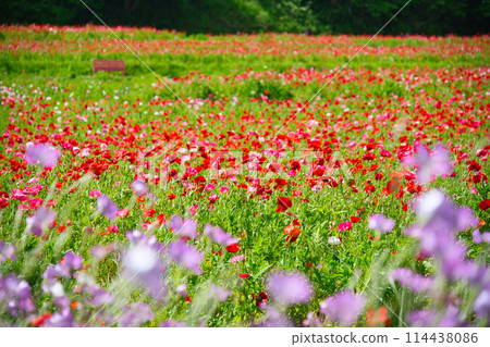 Flowers of Kurihama Flower Park in Yokosuka, Kanagawa Prefecture Flowers of Kurihama Flower Park in Yokosuka, Kanagawa Prefecture 114438086