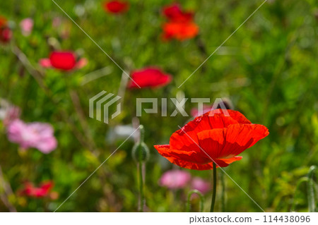 神奈川縣橫須賀市久里浜花之國的花 神奈川縣橫須賀市久里浜花之國的花 114438096