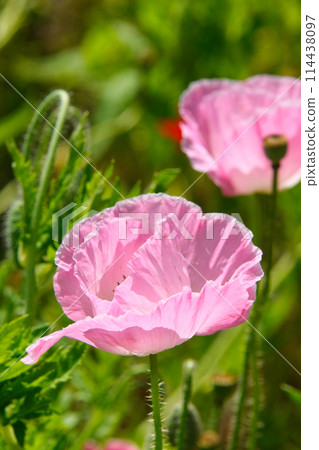 神奈川縣橫須賀市久里浜花之國的花 114438097