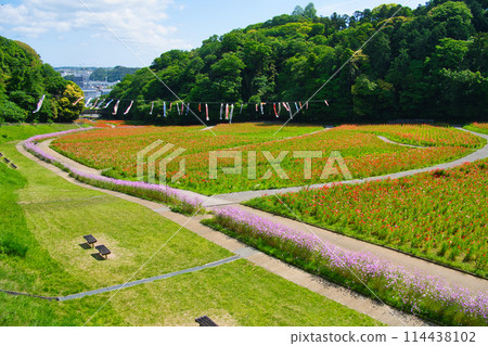 Flowers of Kurihama Flower Park in Yokosuka, Kanagawa Prefecture Flowers of Kurihama Flower Park in Yokosuka, Kanagawa Prefecture 114438102