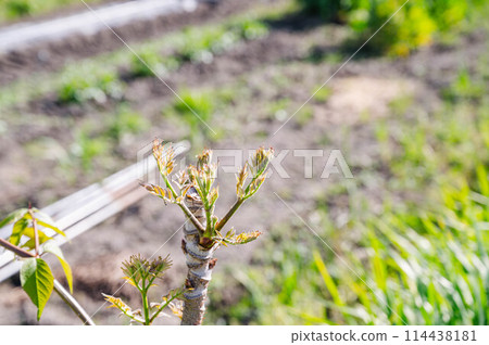 塔良木小田 114438181