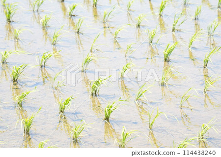 Beautiful rice fields, seedlings, healing place Beautiful rice fields, seedlings, healing place 114438240