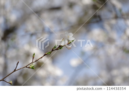 櫻花和芽 櫻花和芽 114438354