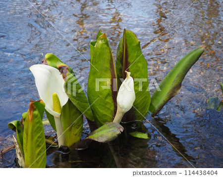 Close-up of skunk cabbage Close-up of skunk cabbage 114438404