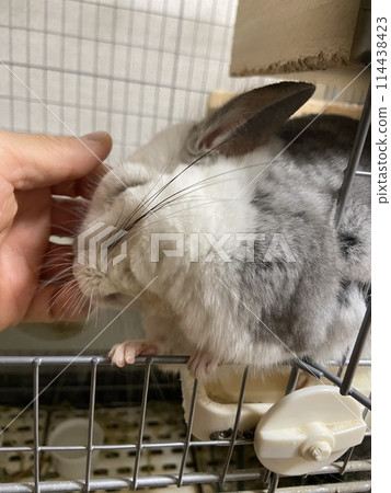 Chinchilla happy to be petted 114438423