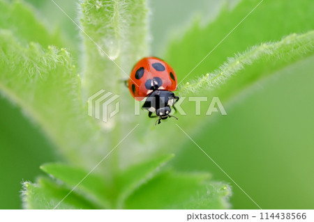 Nana Hoshi Tentou Nana Hoshi Tentou 114438566