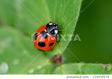 Nana Hoshi Tentou Nana Hoshi Tentou 114438574