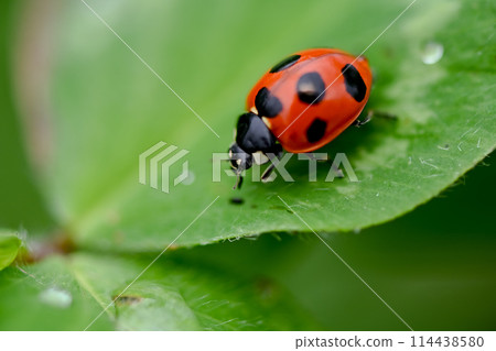 Nana Hoshi Tentou 114438580